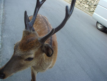 Daisho-in Miyajima