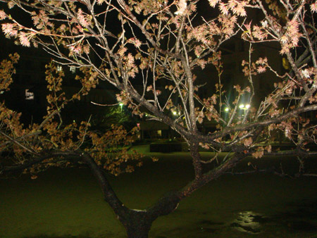 Jud à Hiroshima