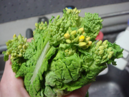 jud à Hiroshima - légumes japonais : kuwai, nanohana