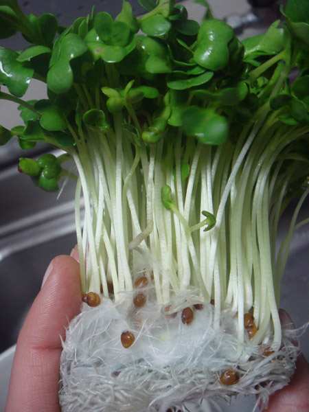 jud à Hiroshima - légumes japonais : ginnan, sprouts, okura