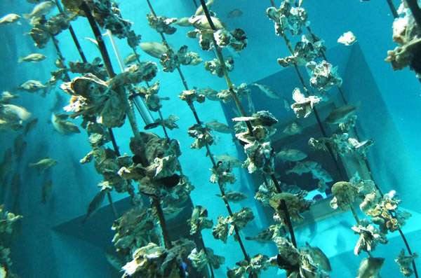 jud à Hiroshima - aquarium de Miyajima